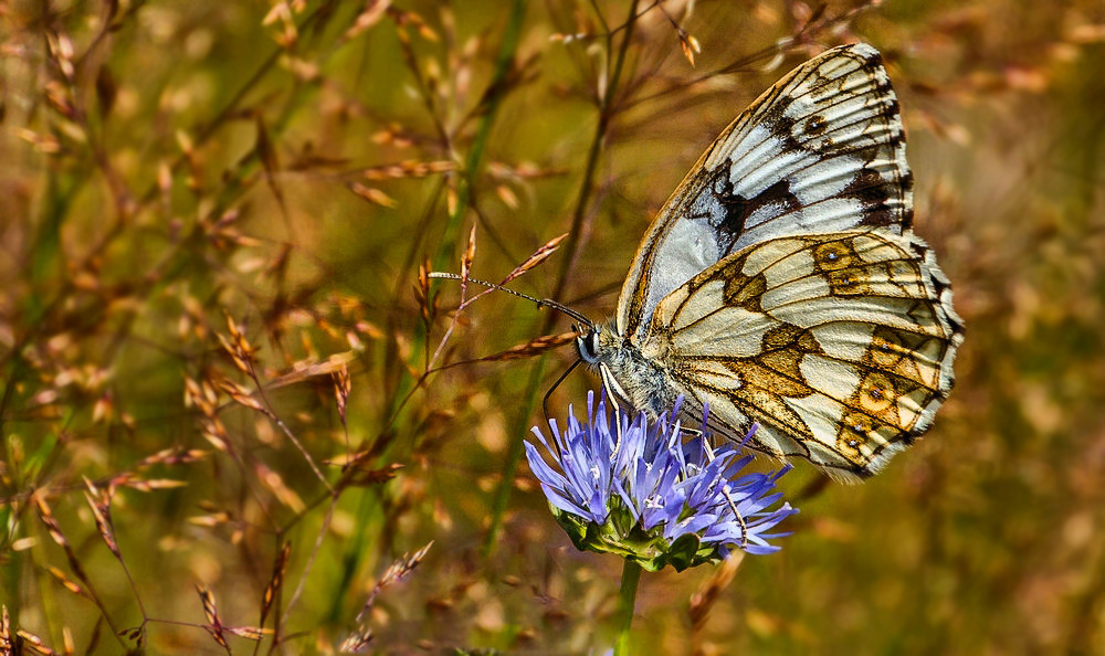 Schmetterling mit HDR - Eindruck