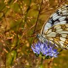 Schmetterling mit HDR - Eindruck