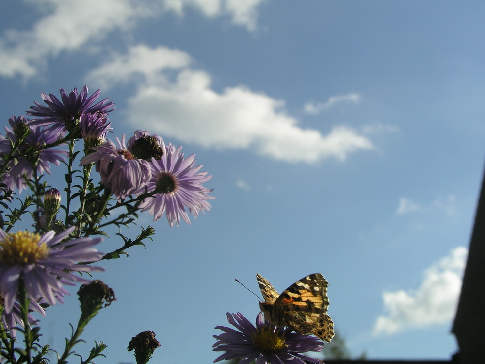 Schmetterling mit Herbstblumen