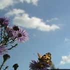 Schmetterling mit Herbstblumen