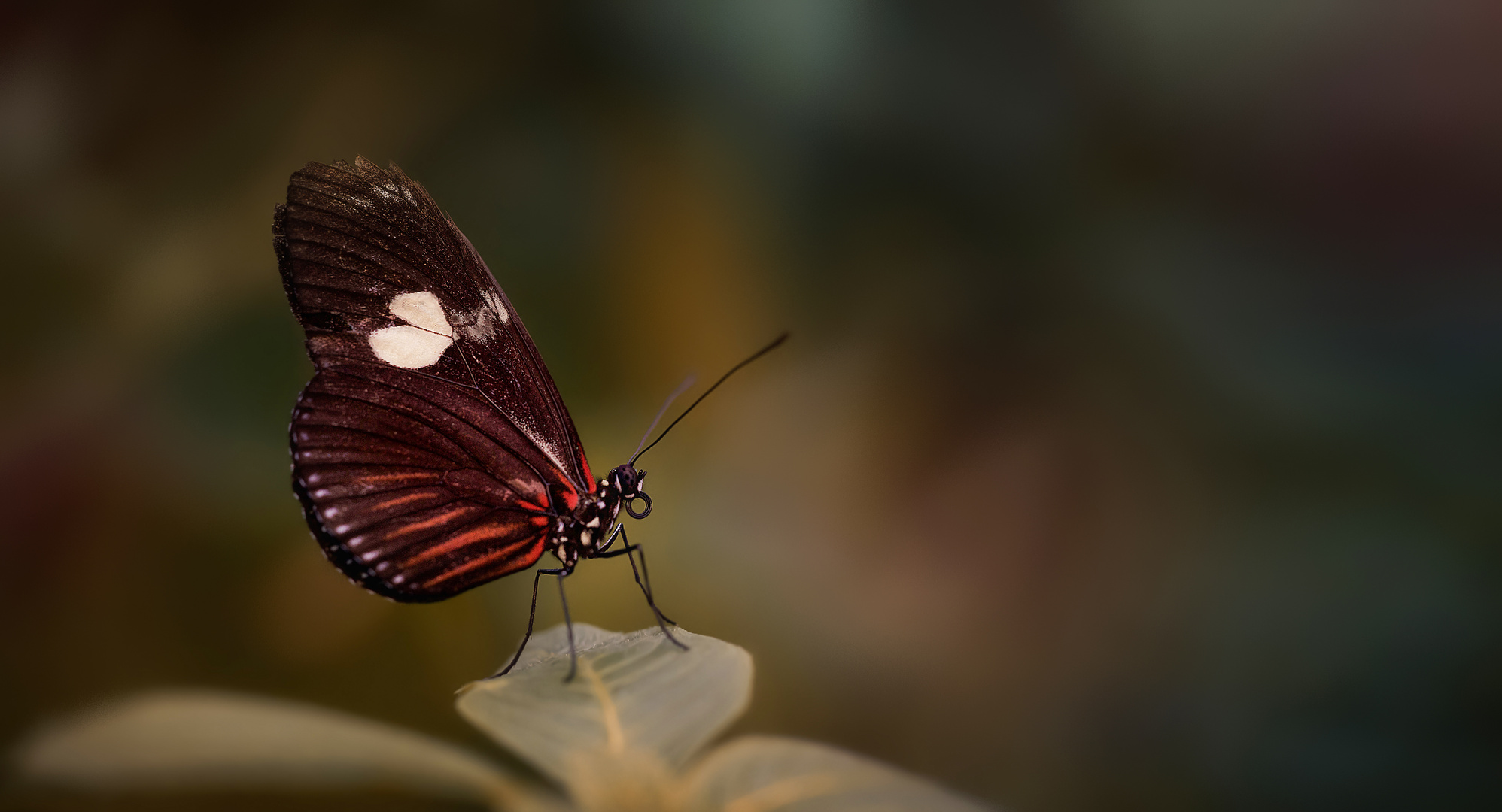 Schmetterling mit Herz