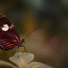 Schmetterling mit Herz