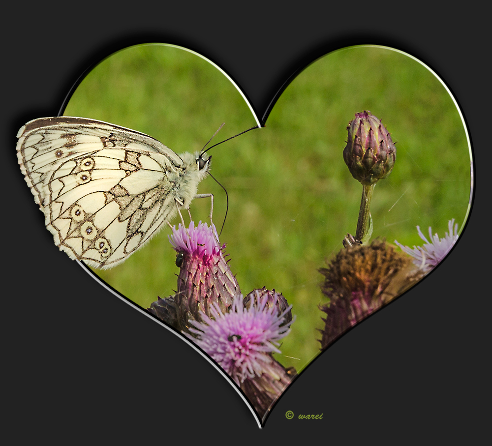 Schmetterling mit Herz