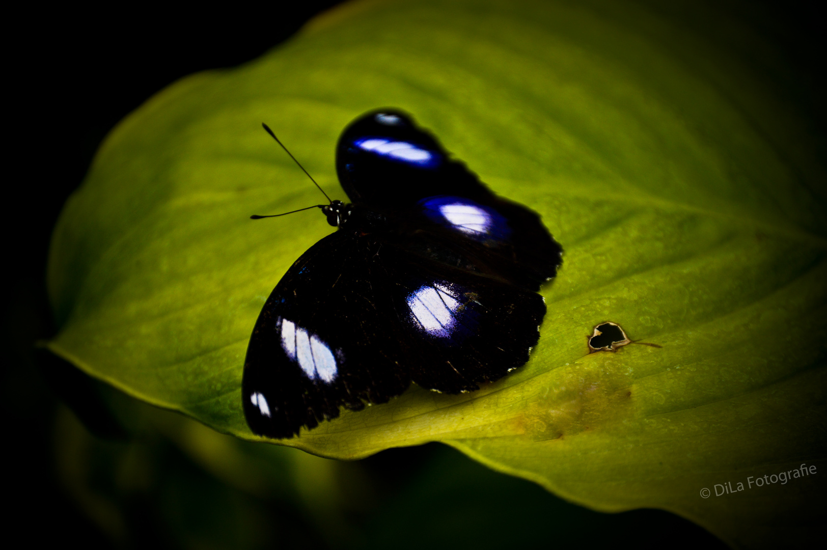 Schmetterling mit Herz