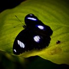 Schmetterling mit Herz