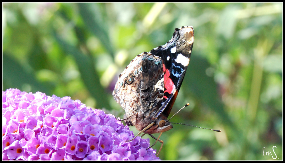 Schmetterling mit Herz auf dem Flügel