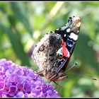 Schmetterling mit Herz auf dem Flügel