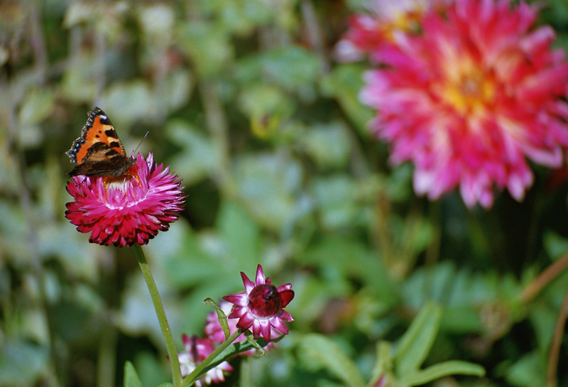 Schmetterling mit Hintergrund