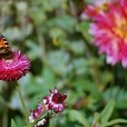 Schmetterling mit Hintergrund