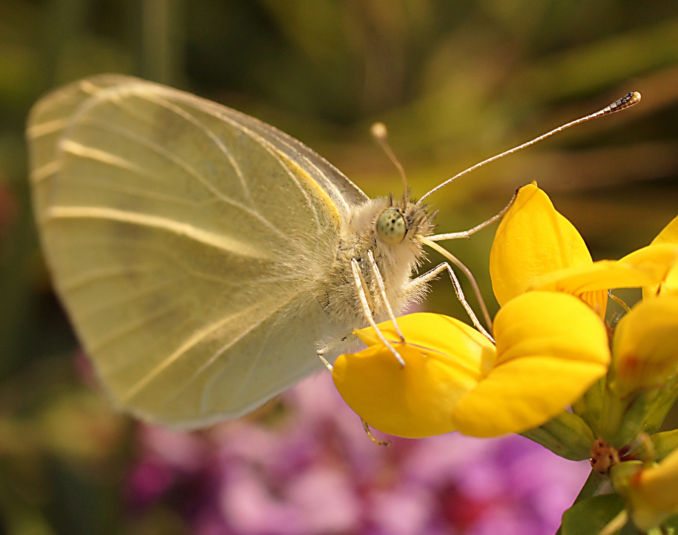 Schmetterling mit ... hmmm - vielen ...