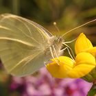 Schmetterling mit ... hmmm - vielen ...