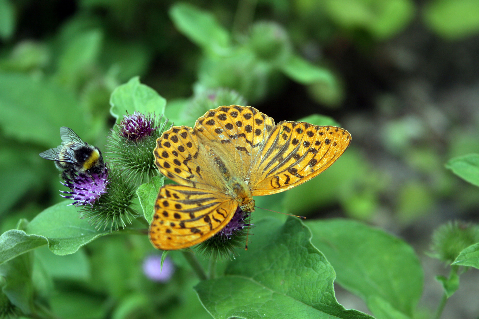 Schmetterling mit Hummel Maja