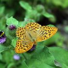 Schmetterling mit Hummel Maja