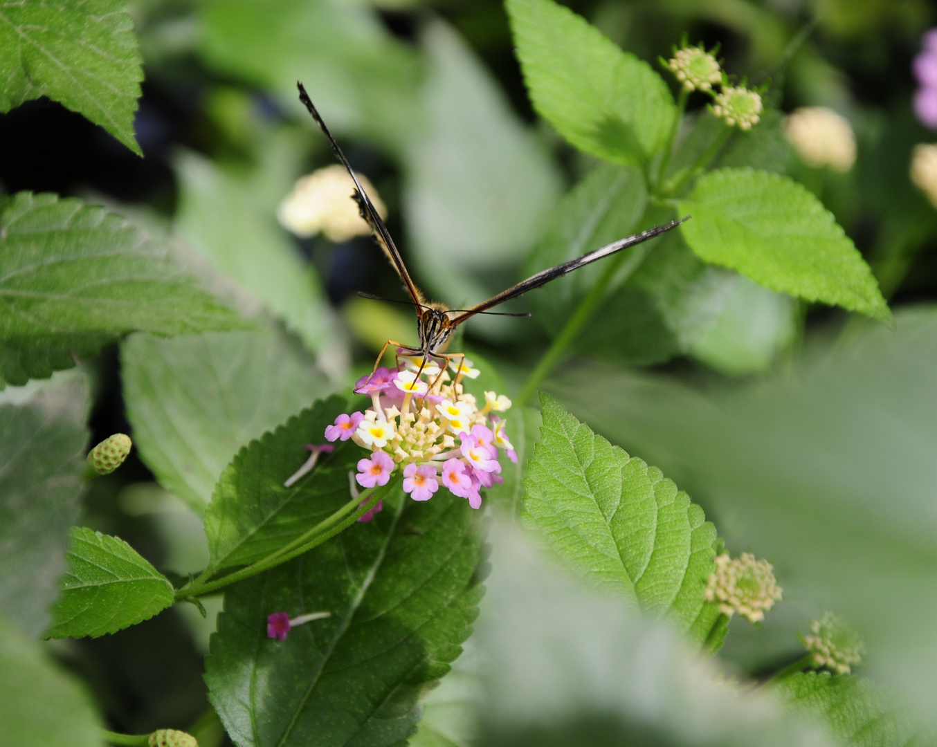 Schmetterling mit Hunger