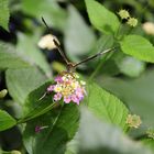 Schmetterling mit Hunger