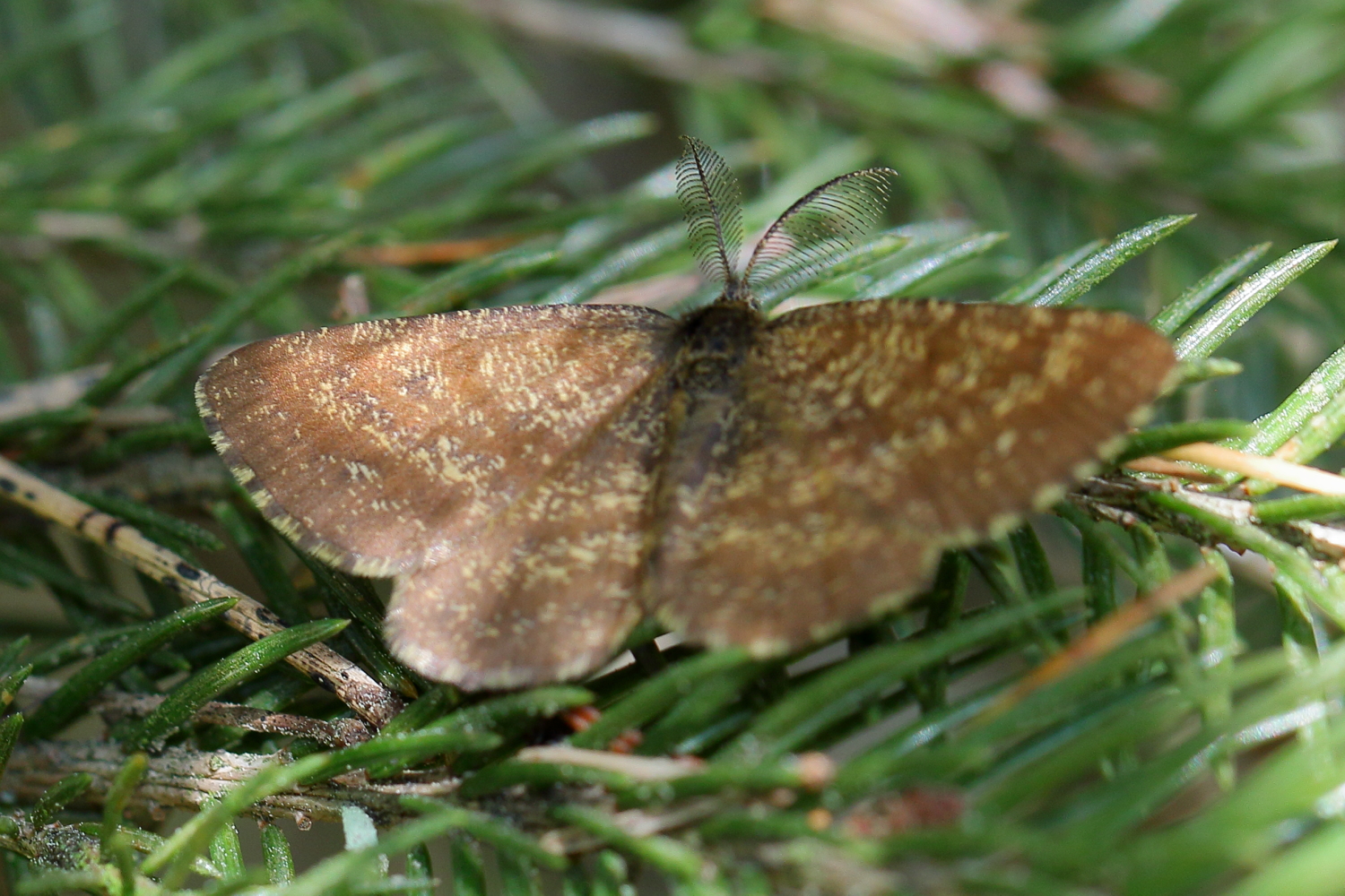 Schmetterling mit kammförmigen Fühlern - Heidespanner