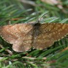 Schmetterling mit kammförmigen Fühlern - Heidespanner