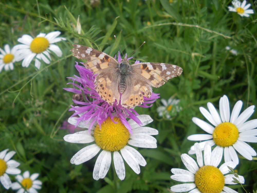 Schmetterling mit Kornblume und Margerite