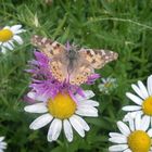 Schmetterling mit Kornblume und Margerite