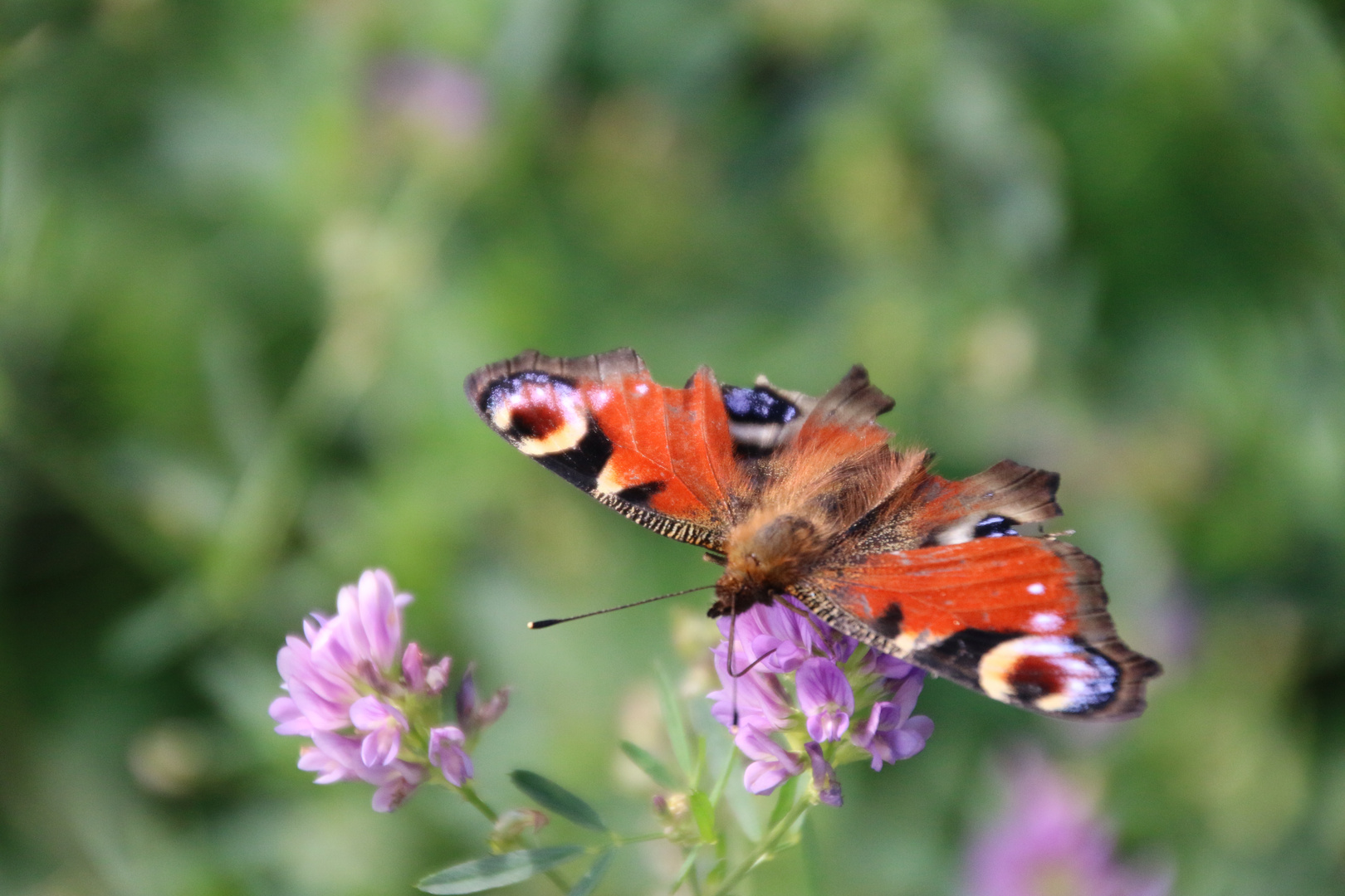 Schmetterling mit leichten Gebrauchsspuren