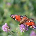 Schmetterling mit leichten Gebrauchsspuren
