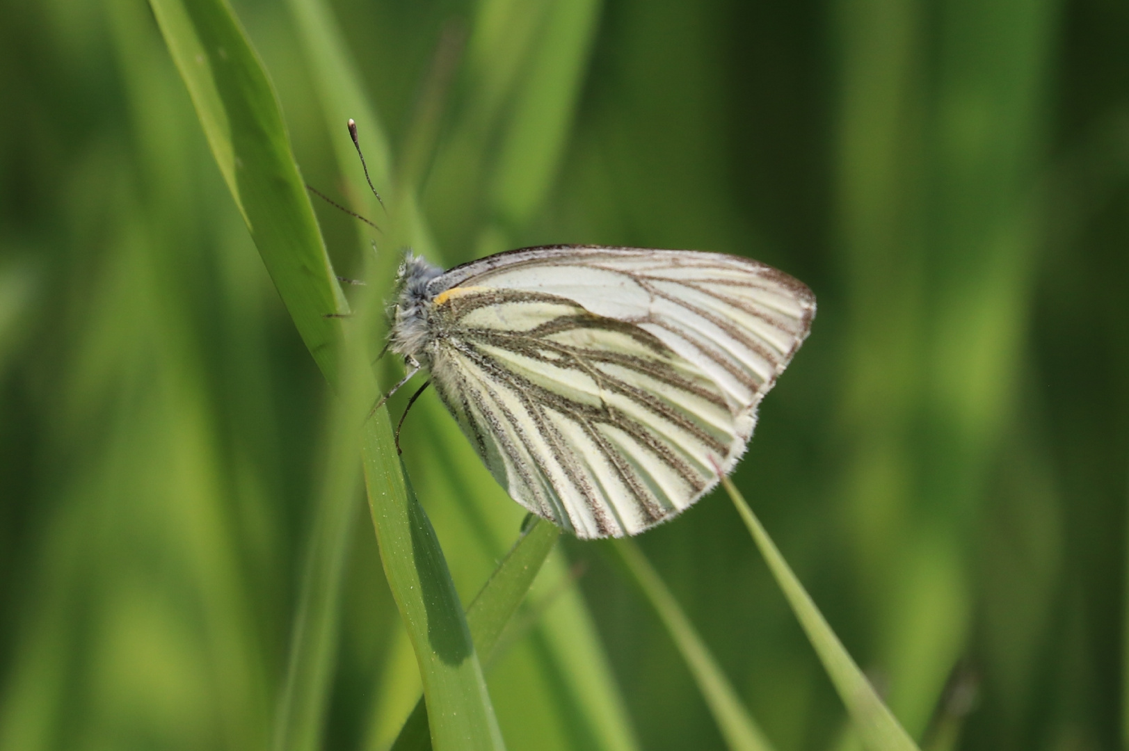 Schmetterling mit leider störenden Grashalm.