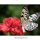 Schmetterling mit Mainelke