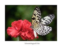 Schmetterling mit Mainelke