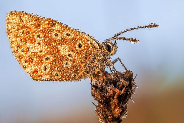 Schmetterling mit Morgentau