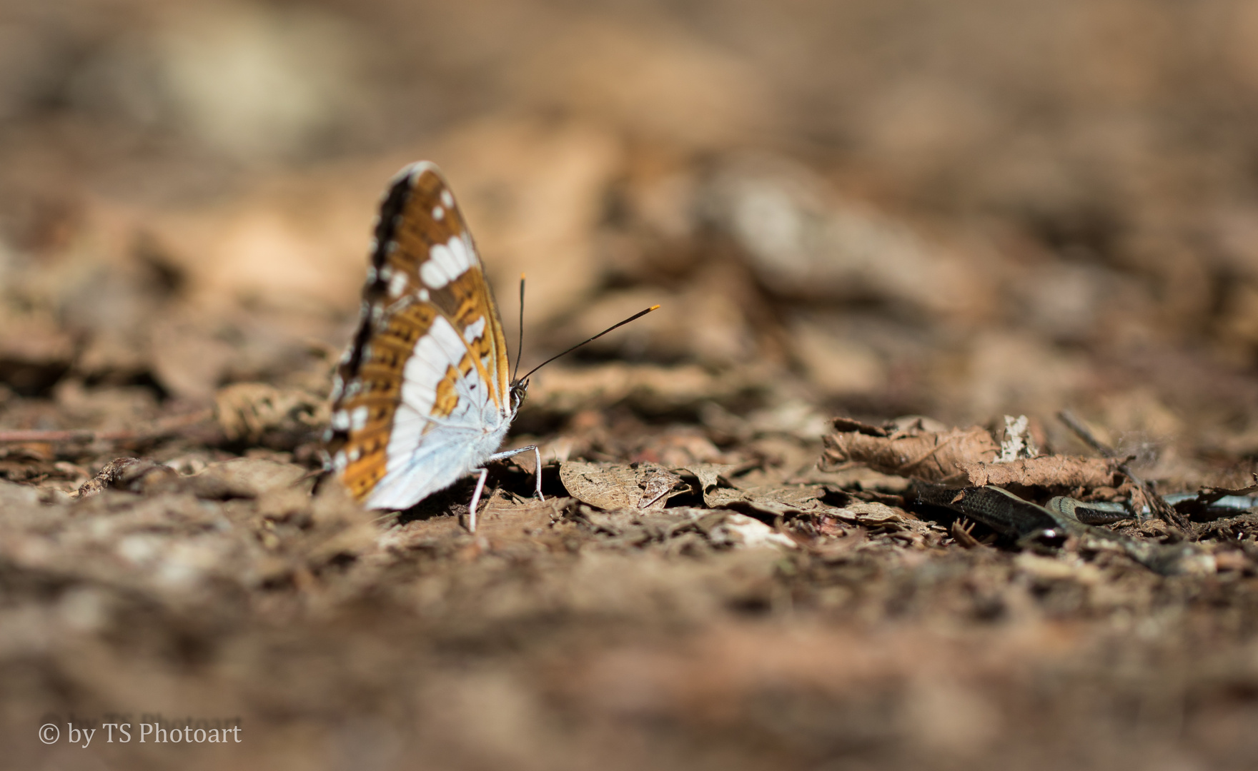 Schmetterling mit Nachbar