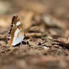 Schmetterling mit Nachbar