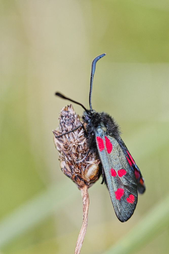 Schmetterling mit Polka Dots?