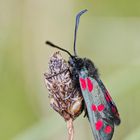 Schmetterling mit Polka Dots?