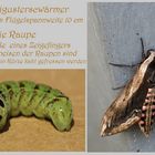 Schmetterling  mit Raupe