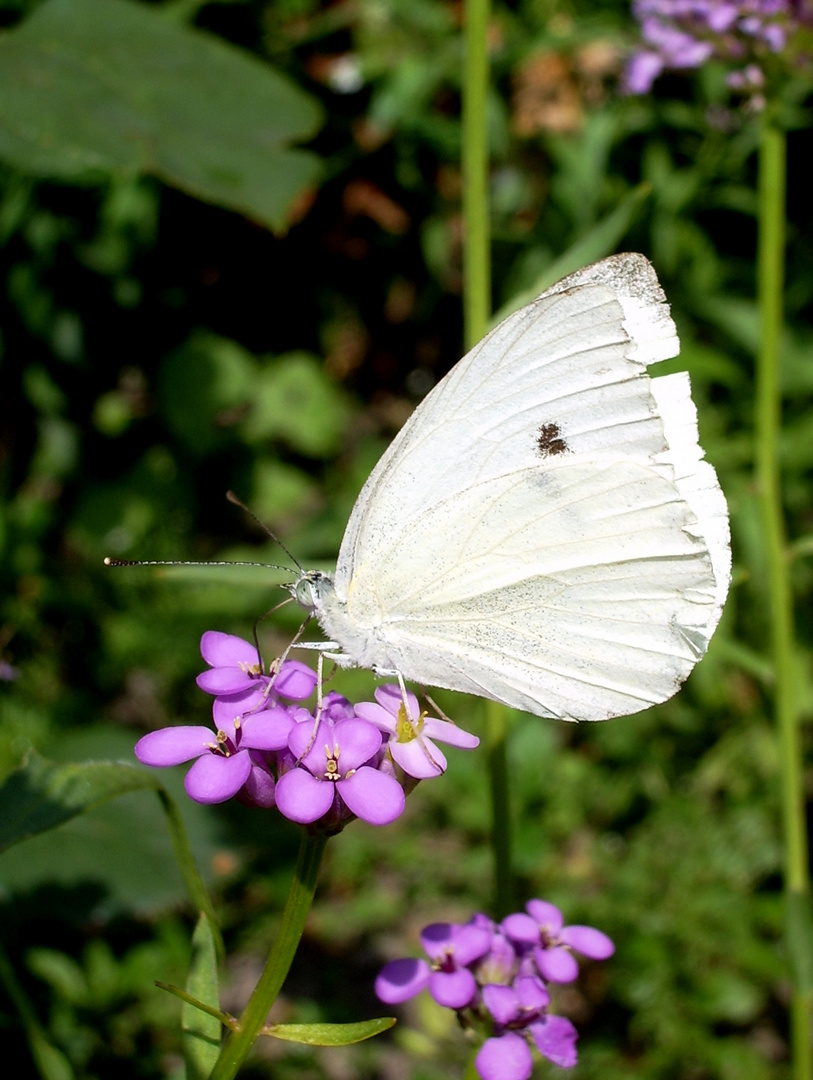 Schmetterling mit Rüssel