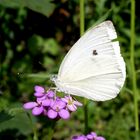 Schmetterling mit Rüssel