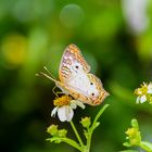 Schmetterling mit Ruhe