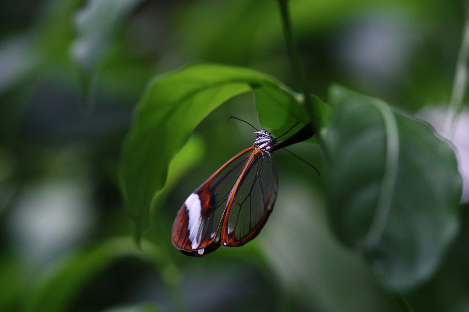 schmetterling mit sichtfenstern