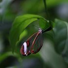 schmetterling mit sichtfenstern