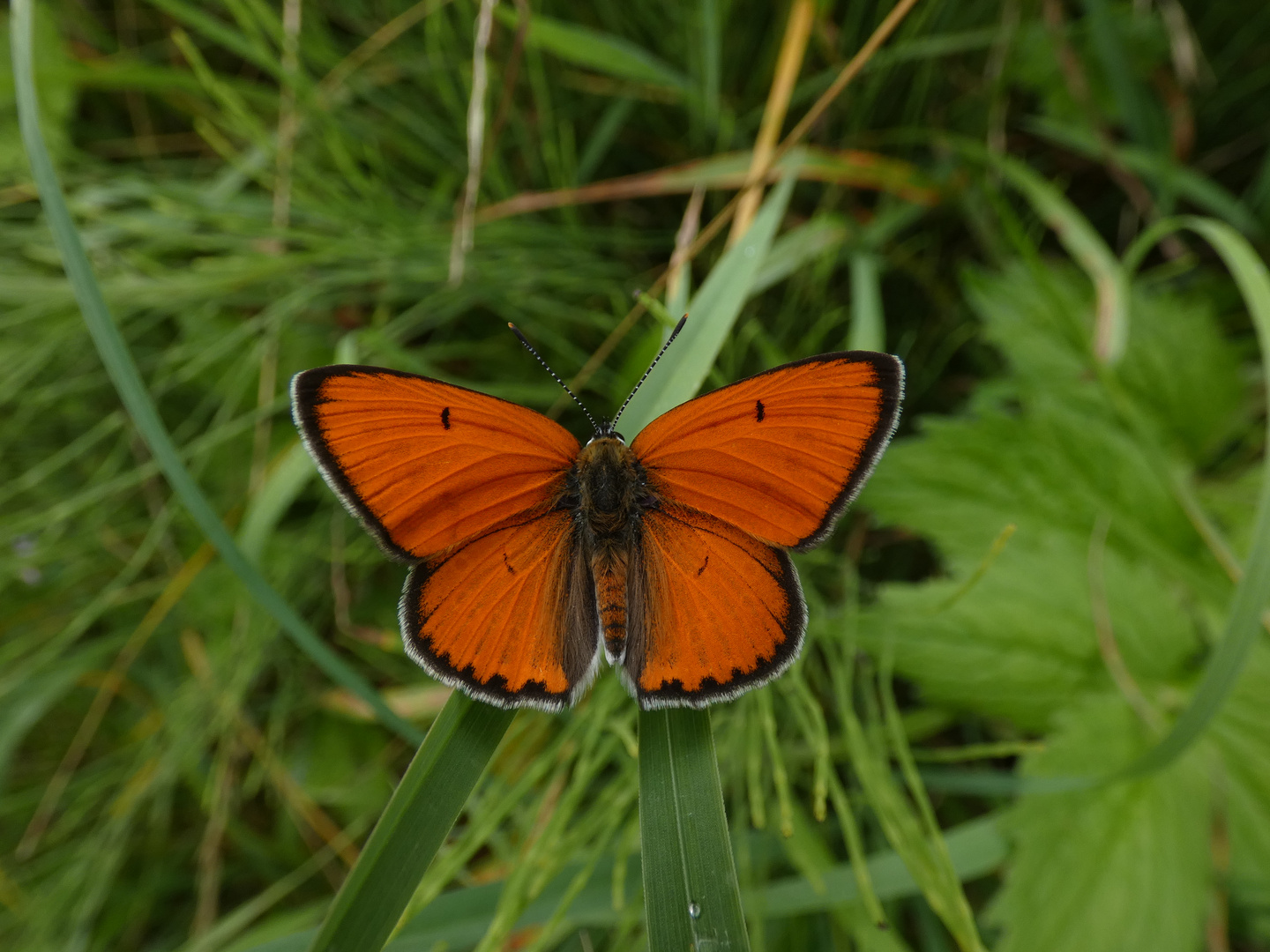 Schmetterling mit Signalweste