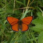 Schmetterling mit Signalweste