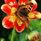 Schmetterling mit Sommerblume