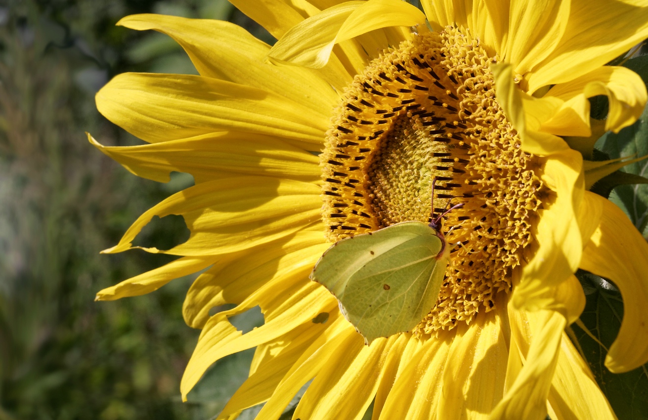 Schmetterling mit Sonnenblume