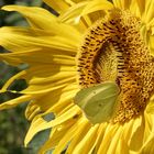 Schmetterling mit Sonnenblume