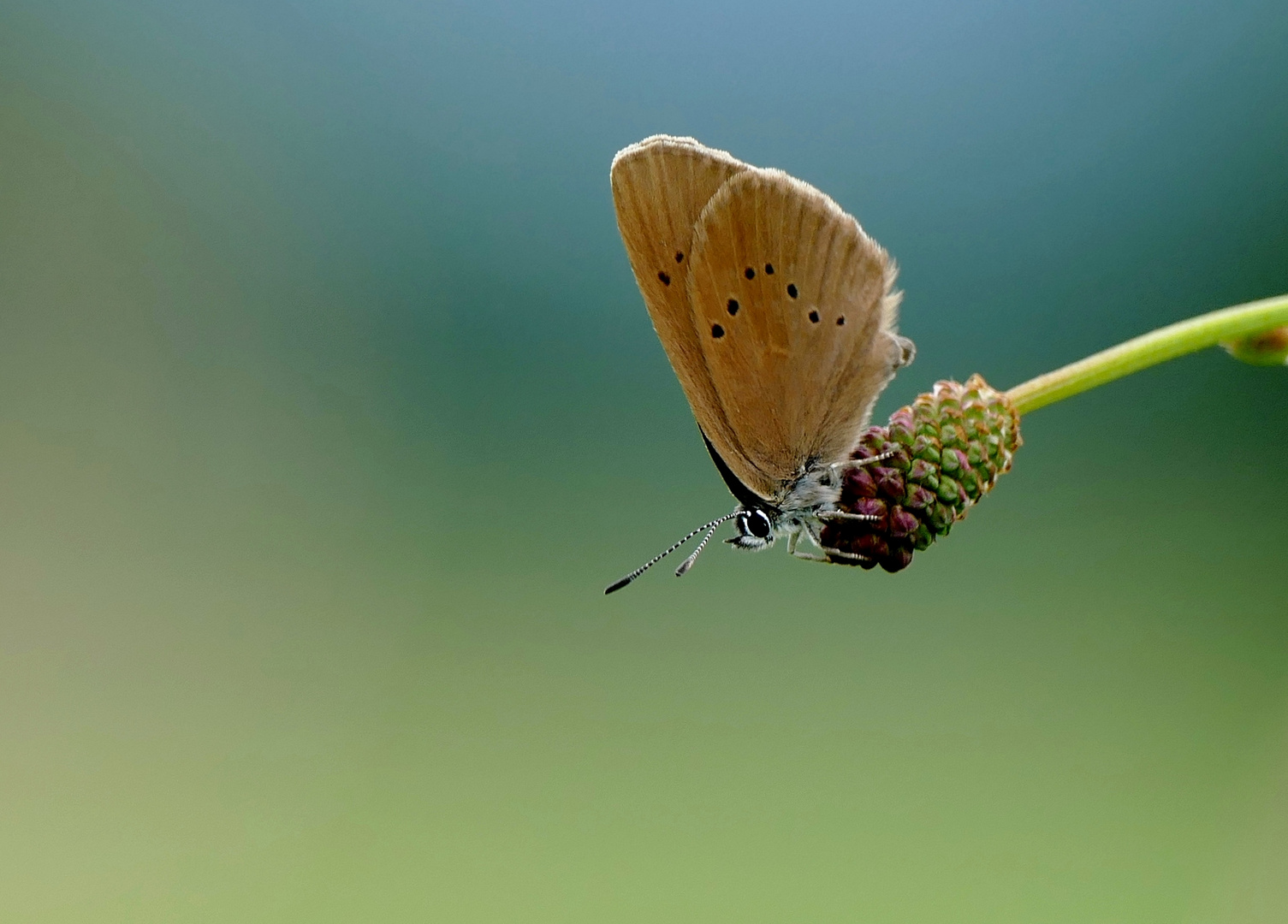 Schmetterling mit spezieller Vorliebe