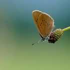 Schmetterling mit spezieller Vorliebe