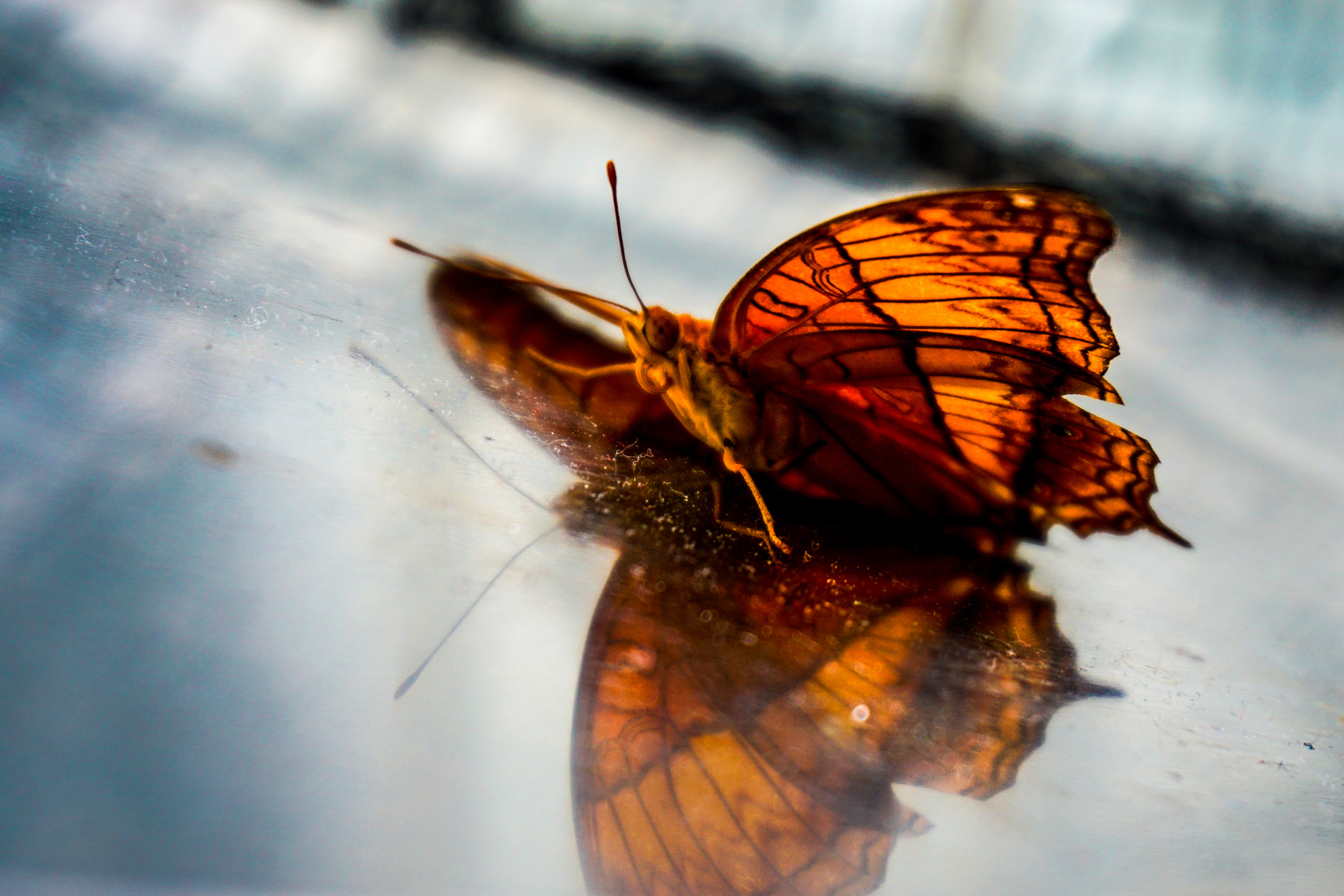 Schmetterling mit Spiegeling