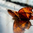 Schmetterling mit Spiegeling