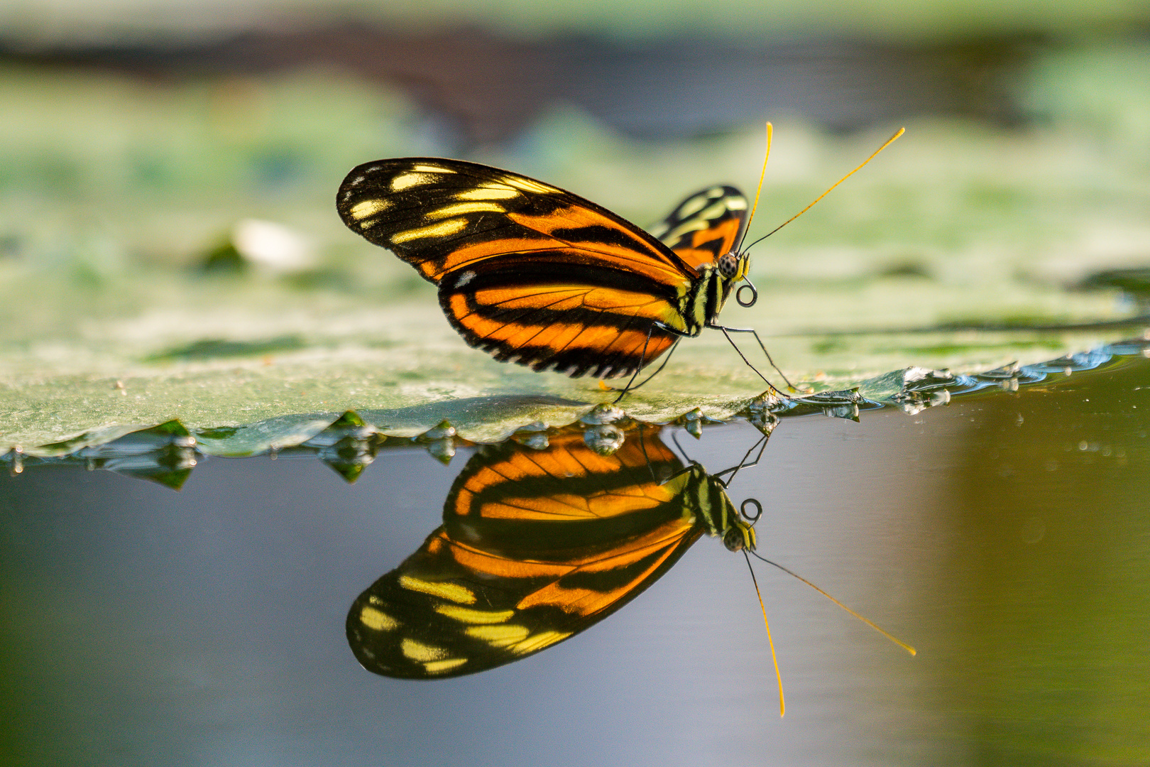 Schmetterling mit  Spiegelung