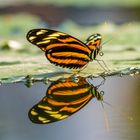 Schmetterling mit  Spiegelung